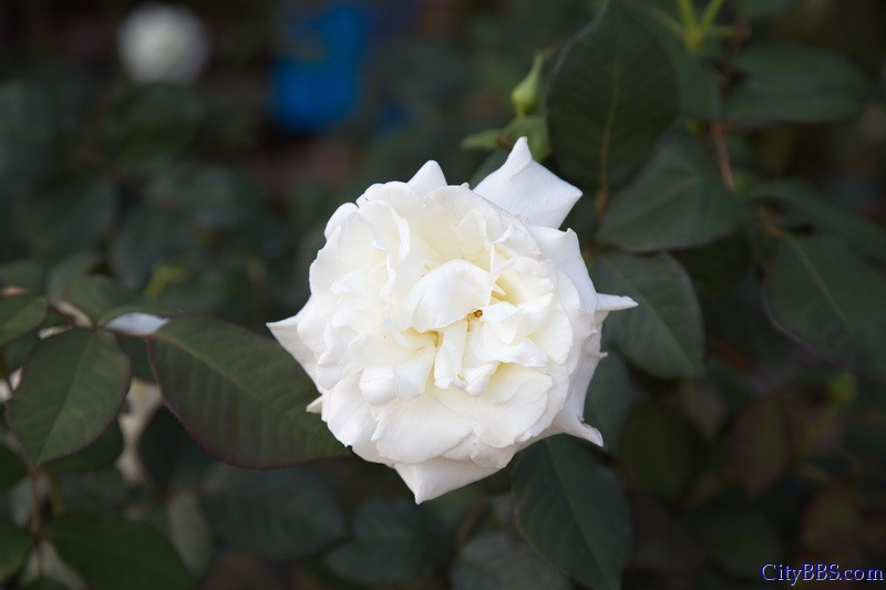 鲜花盛开之花样清迈_白玫瑰