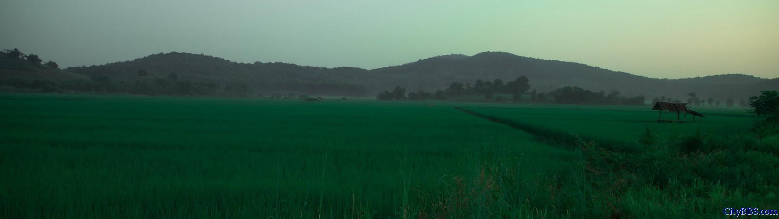 出金三角往回时，已是傍晚，绿绿的稻田上泛起阵阵薄雾，朦胧之中仿佛进入了人间仙境。 ...