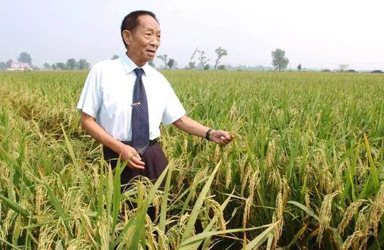 中国大米、小麦和玉米三大主粮的自给率达到了98%